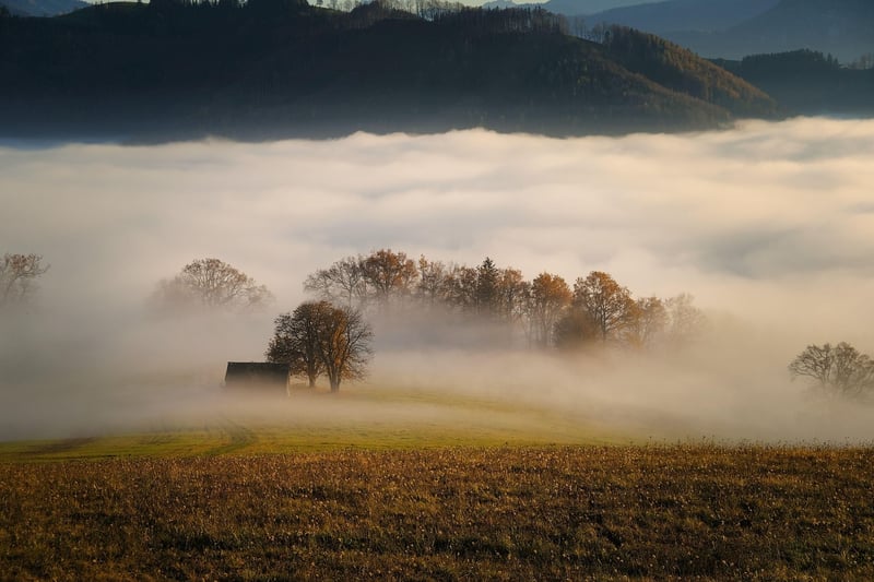 Forest landscape
