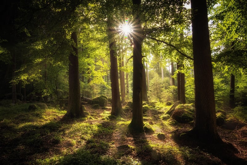Sunlight in the forest
