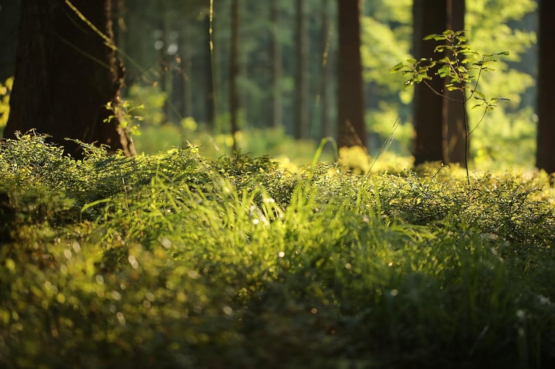Forest ferns